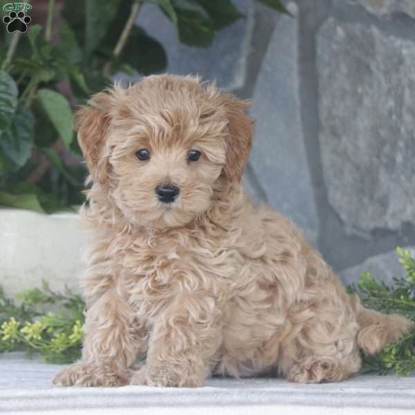 Tyler, Maltipoo Puppy